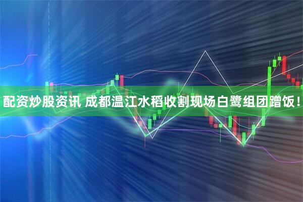 配资炒股资讯 成都温江水稻收割现场白鹭组团蹭饭！